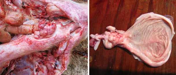 Autopsy of affected finisher pig, note haemorrhages in the pharyngeal lymph nodes and bladder.