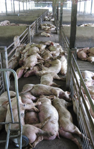 Numerous dead and dying pigs 