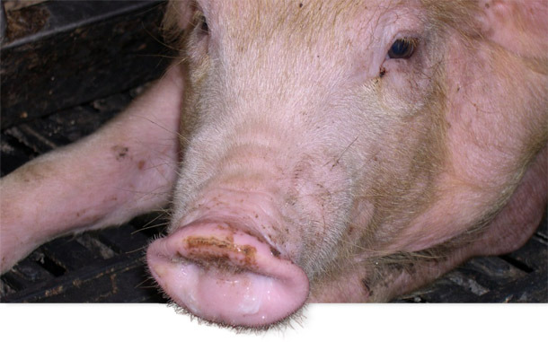 On-going cases of PRRS and swine influenza in 6 week-old weaner pigs