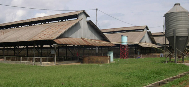 Typical finisher buildings in the case study farm for south-east Asia farms, with rodent and bird protection