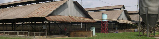 Typical finisher buildings in the case study farm for south-east Asia farms, with rodent and bird protection