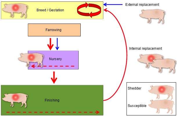 Mechanism of perpetuation of PRRSV infection in a breeding herd