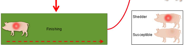 Mechanism of perpetuation of PRRSV infection in a breeding herd