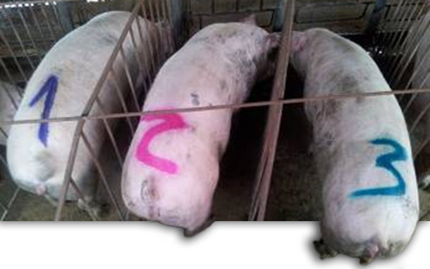 Marked sows