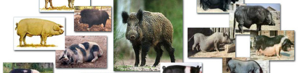 Phenotypic variation