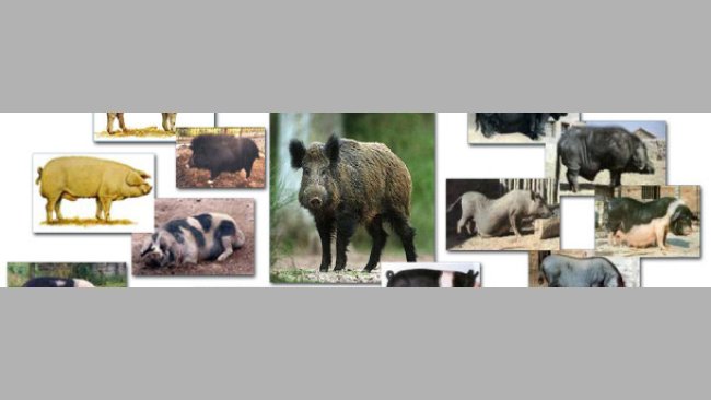 Phenotypic variation