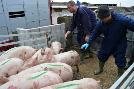 Bound for Georgia.  Genetically advanced breeding pigs being loaded at an ACMC farm for their journey to stock a brand new 6-million Euro unit in Georgia