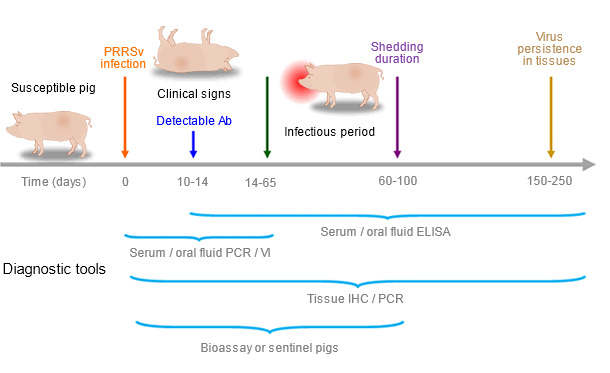 Ability of diagnostic tools to detect PRRSV antigen or antibodies during infection