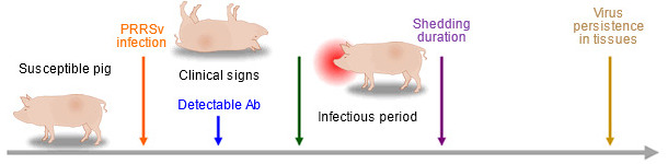 Ability of diagnostic tools to detect PRRSV antigen or antibodies during infection
