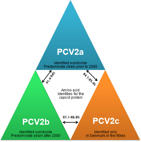 Main PCV2 genotypes and their relationship based on the capsid gene