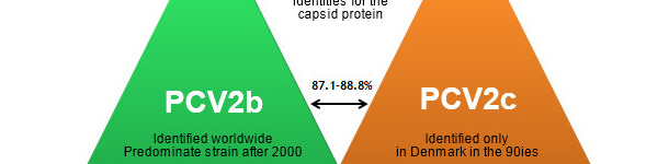 Main PCV2 genotypes and their relationship based on the capsid gene