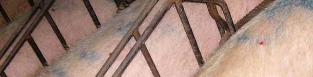 First we mark all the sows that we wish to examine