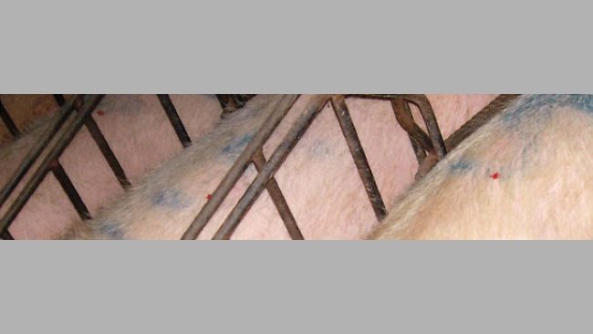 First we mark all the sows that we wish to examine