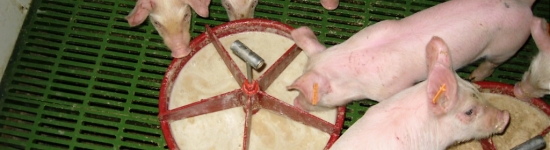 Preparation of the gruel