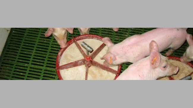 Preparation of the gruel