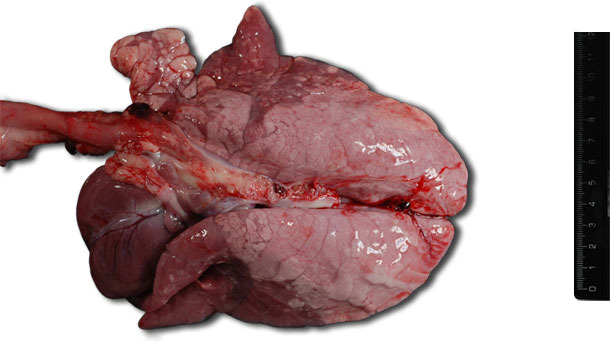 Bilateral cranial-ventral lung consolidation