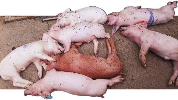 Dead piglets during the weaners stage