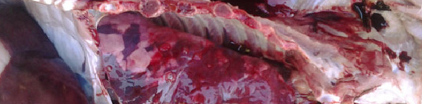 Lung lesions in a piglet