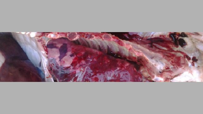 Lung lesions in a piglet