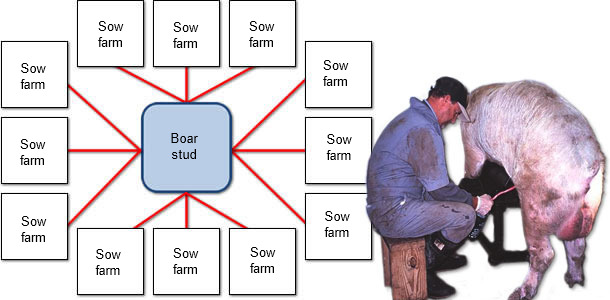 An example of the spread of PCV2 from a boar stud to commercial sow farms