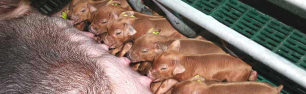 Duroc litter