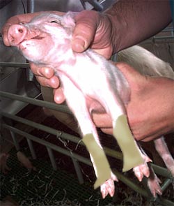 Plaster for protecting the 'carpi' of newborn piglets