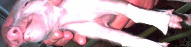 Plaster for protecting the 'carpi' of newborn piglets