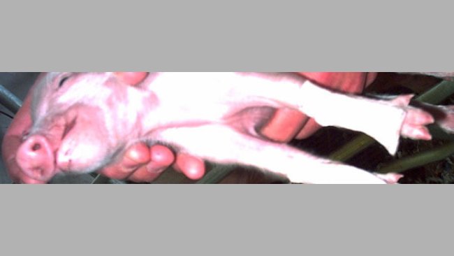 Plaster for protecting the 'carpi' of newborn piglets