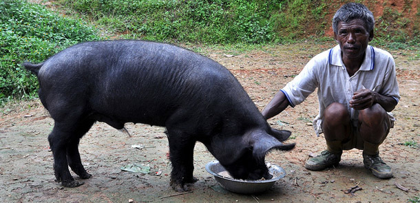 A pig farmer in Nagaland, India. A Tata-ILRI partnership is helping Indian farmers beat classical swine fever to boost pig production (photo credit: ILRI/Ram Deka).