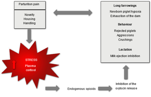 Stress and pain caused by labour