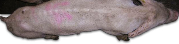 PMWS affected animals