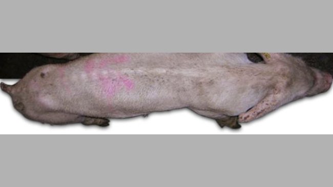 PMWS affected animals