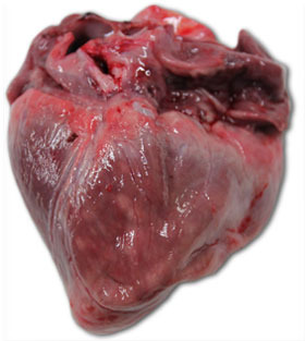 Heart of a piglet that died at 40 days of age. We can see a great enlargement of the right ventricle, with multifocal necrosis (white patches) and gelatinous atrophy of the epicardial adipose tissue.