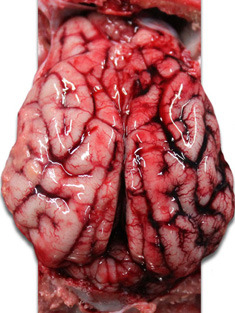 Piglet brain. Congestion of the right cerebral hemisphere veins.