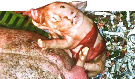 Meconium-stained piglet, a foetal stress indicator