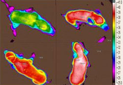 Temperature loss in a piglet not dried after its birth (green-coloured)