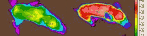 Thermography of some piglets