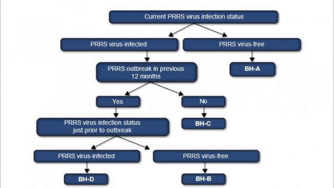 PRRS virus classification system for swine sow herds