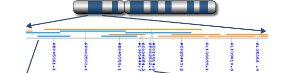 Chromosome to genes to nucleotides