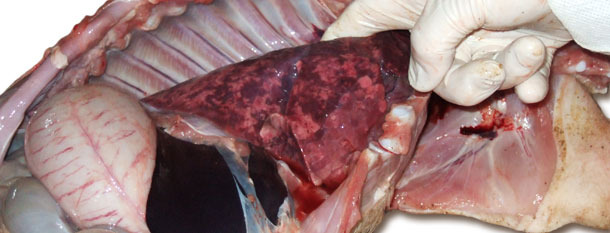 Enlarged, non-collapsed, rubbery, patchy lungs correspond to  interstitial pneumonia