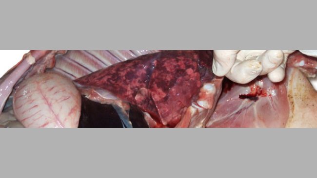 Enlarged, non-collapsed, rubbery, patchy lungs correspond to  interstitial pneumonia