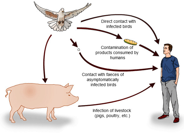 Possible routes of Salmonella spp. transmission from wild birds to humans