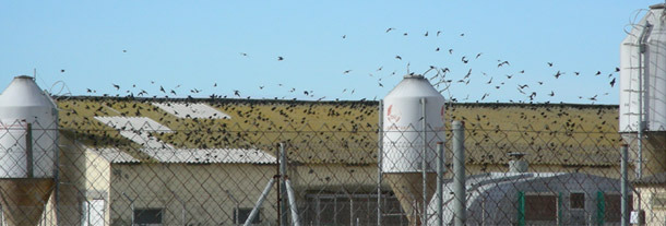 Presence of a great density of birds at a pig farm