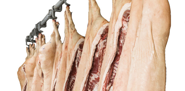 Hanging-Pigs-carcase