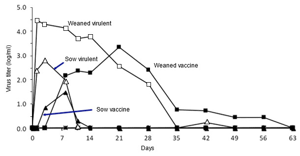 Effect of pig age on PRRSV growth