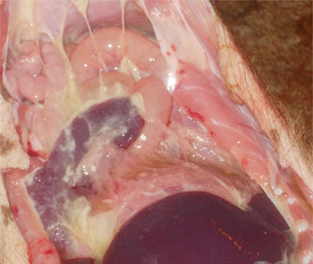 Polyserositis lesions observed with M. hyorhinis systemic disease