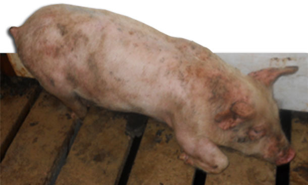 Post-weaning lameness is a frequent clinical sign observed with M. hyorhinis systemic disease.