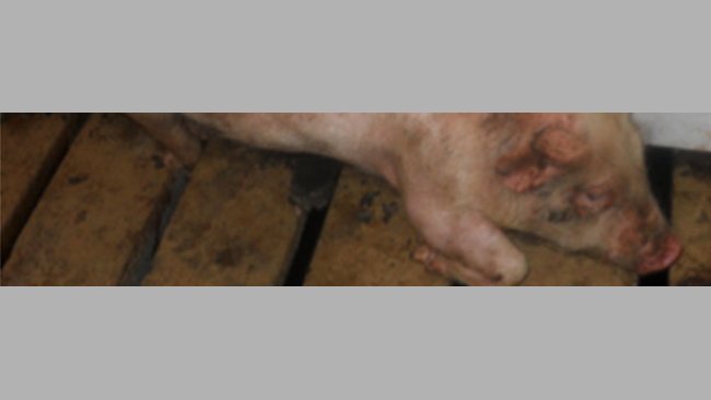 Post-weaning lameness is a frequent clinical sign observed with M. hyorhinis systemic disease.