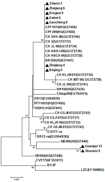 Phylogenetic tree of ORF 3 gene from recent isolates of PED virus across Asia