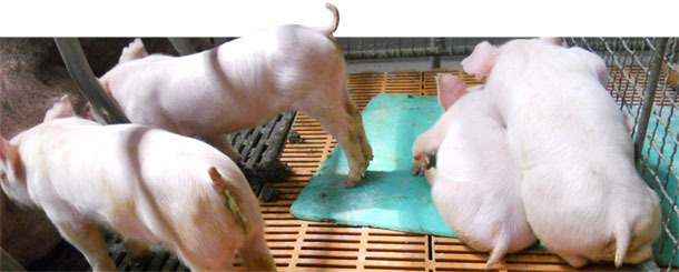 Runt piglets, vomiting, wasting and diarrhoea typical of PED in current outbreaks in Asia.